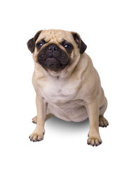 Hund Mops isoliert auf weißem Hintergrund