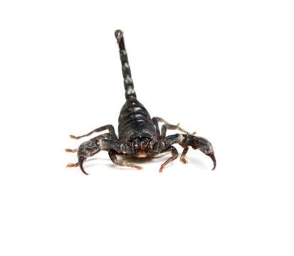 Close up of black scorpion in white background