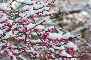 雪景色の紅梅