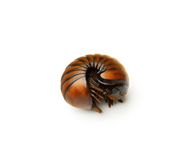 millipedes isolated on background