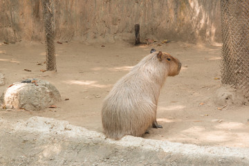 Portrait of a capybara