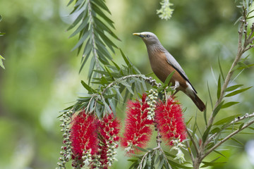 Chestnut-tailed starling in Bardia, Nepal