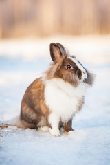Little dwarf rabbit sitting outdoors in winter