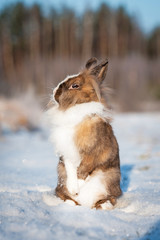 Little dwarf rabbit standing on hind legs in winter