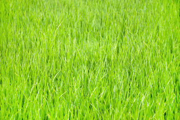 Obraz premium Rice field