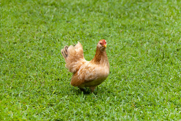 Fototapeta premium Hen