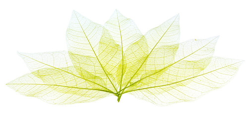 Obraz premium ossature de feuilles sèches transparentes