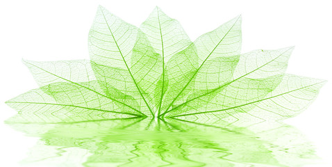 feuilles vertes transparentes