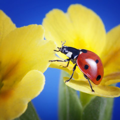 ladybird on camomile flower