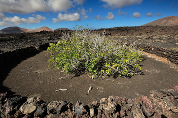 volcanic mountains at Lanzarote Island, Canary Islands, Spain