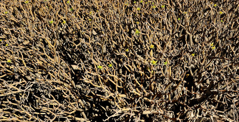 Eyphorbia balsamifera, Lanzarote Island, Canary Islands, Spain