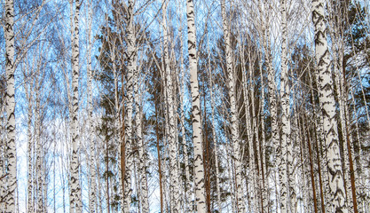 Birch wood in winter
