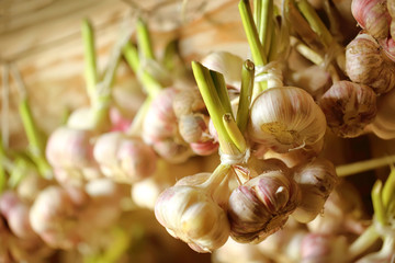 Fresh garlic in bunch © Sergey Yarochkin