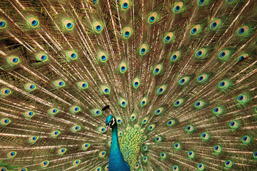 Obraz premium peacock