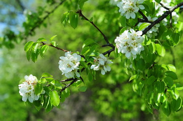 Branch of a blossoming pear tree flowers. Spring Flowering.