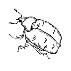 Beetle on a white background. Vector illustration