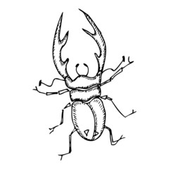 Beetle on a white background. Vector illustration