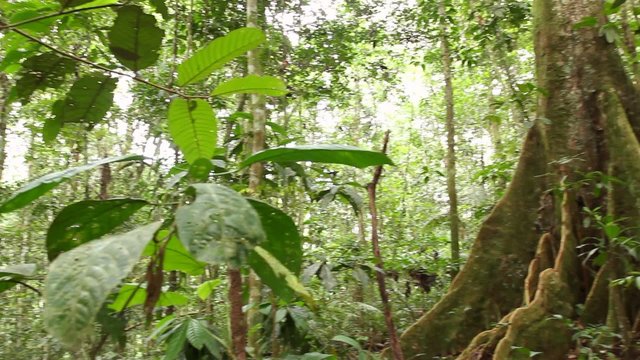 Large tree with buttressed roots in primary tropical rainforest