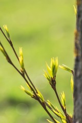 Opened leaf bud of Populus in spring
