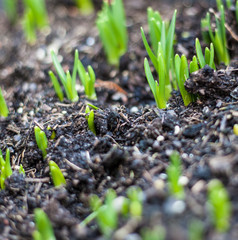 Young seedling growing