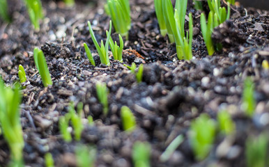 Young seedling growing