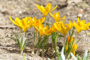 Obraz premium Golden yellow crocuses with opened flowers