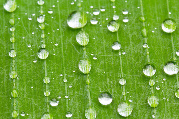 gouttes d'eau sur feuille de bananier