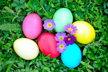 Colored easter eggs with primrose on green grass
