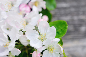 Fototapeta premium Apple blossom on a old wooden background