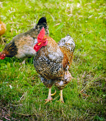 Rooster and Chickens on grass