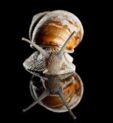 Snail front view