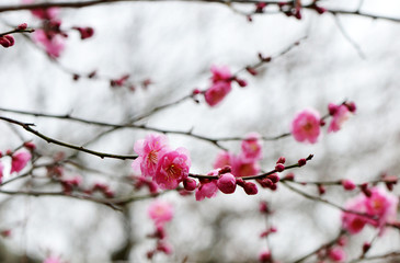 梅