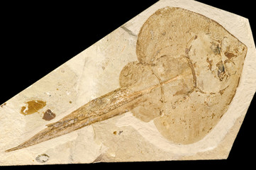 Fossil of a ray.