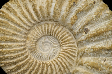 Closeup of a huge fossilized ammonite. About 50cm across. © marcel