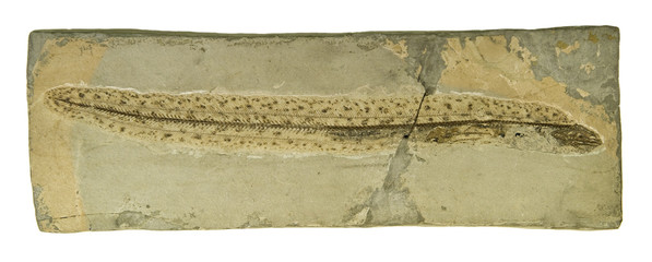 Fossil of an eel.