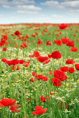 red poppies flower field springtime