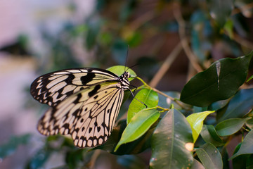 big butterfly