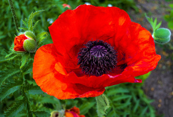 poppy
