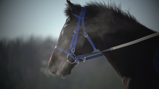 close up of brown racehorse after running breathes in winter and