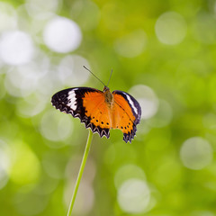 Fototapeta na wymiar Yellow-orange butterfly
