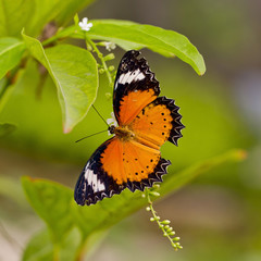 Obraz na płótnie Canvas Yellow-orange butterfly