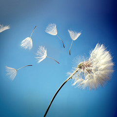 flying dandelion seeds on a blue background