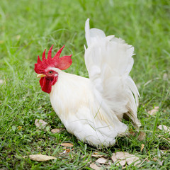 One white rooster