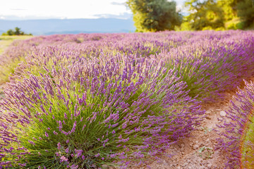 Obraz premium Lavender fields near Valensole in Provence, France.