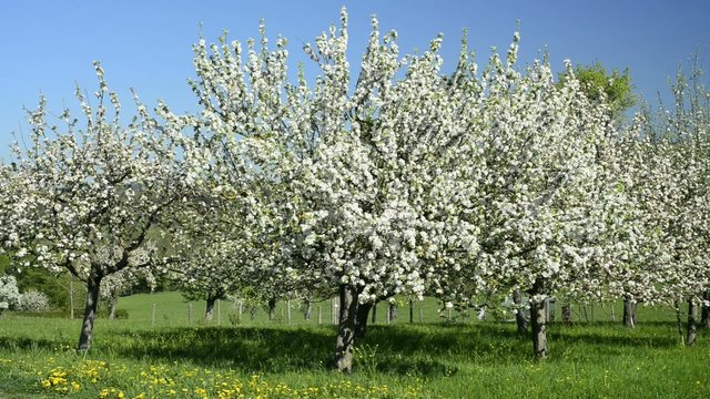 Kirschbl&uuml;te in Deutschland