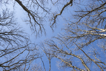 Looking into the winter sky