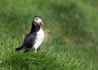 Cute Common Puffin, Fratercula arctica in green grass.