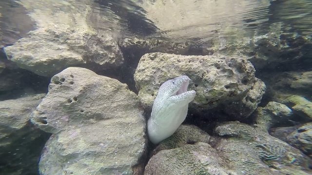 Moray on the reef of lagoon in idian ocean