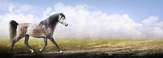 thoroughbred horse running trot on nature background , banner