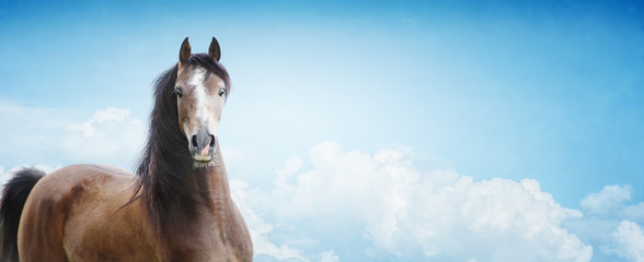 Arabian Horse on sky background, banner